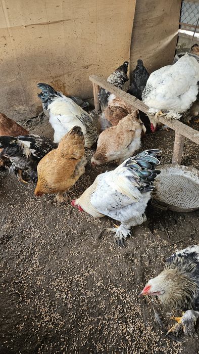 Куры и петухи молодые