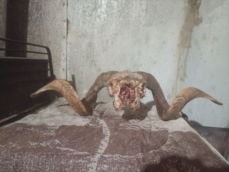 Vând coarne de cerb