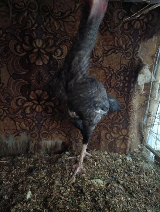 Дакан молодой поздник