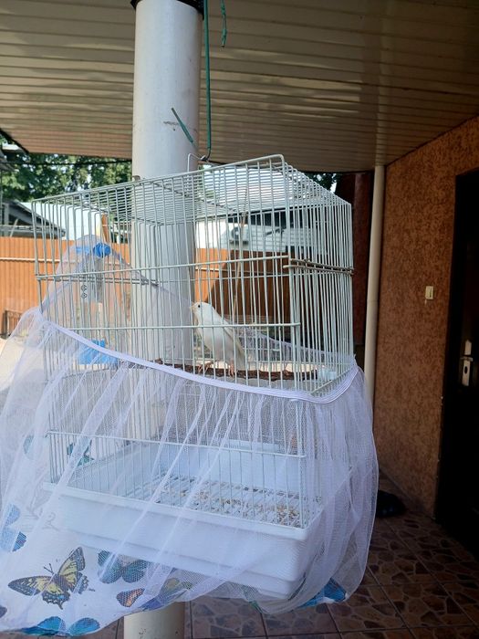 Кенор Кенор Кенор