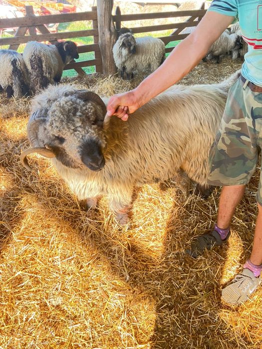 Vând berbeci bucalai