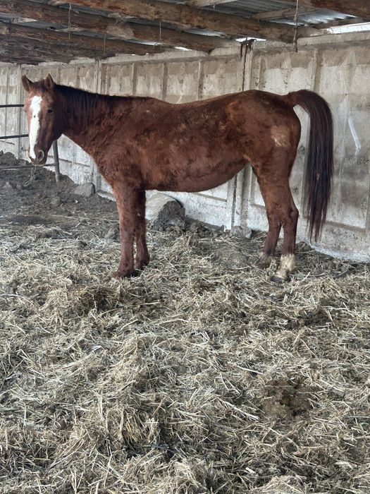 Кобылы с откорма