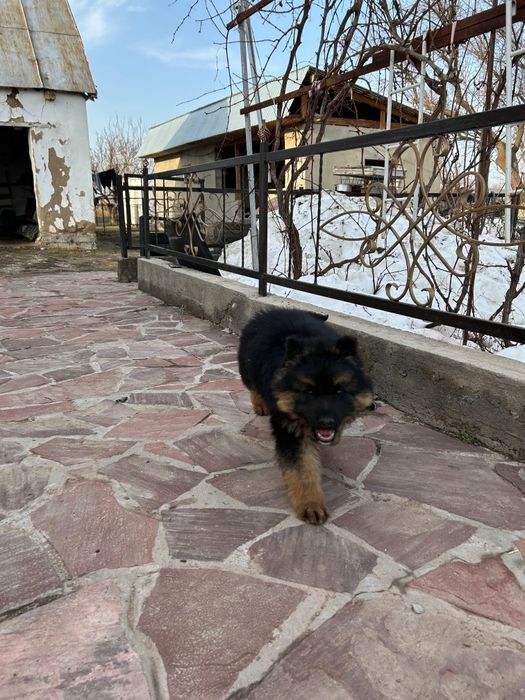 Овчарка Девочкаа