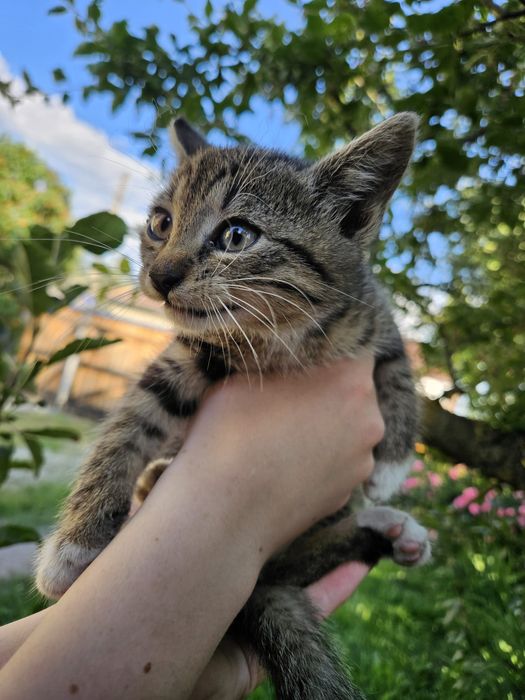 Pui de pisică spre adopție