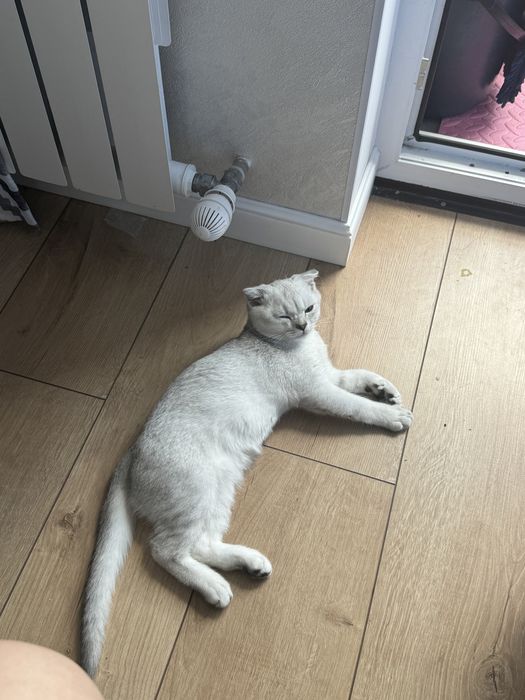 Продам кота шотланца