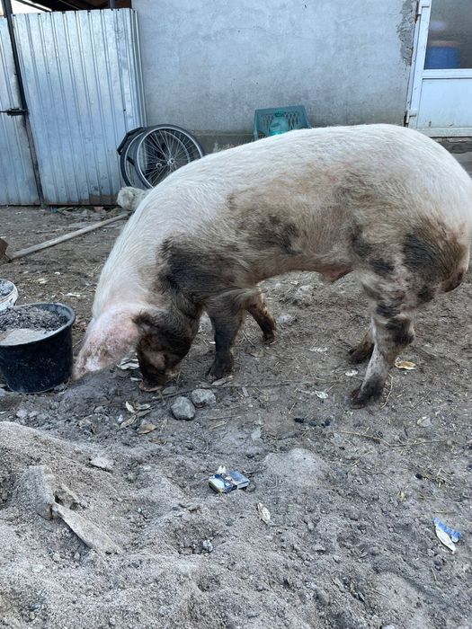 Vând berbec bun de montă