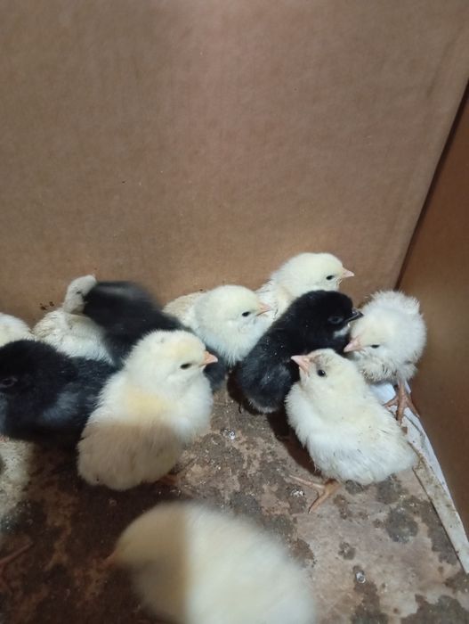 Цыплята разнопородные.