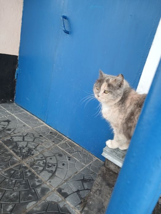 Взрослая кошка для своего дома