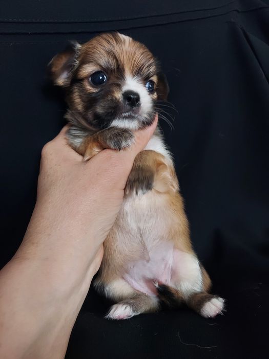 Продаю щенков чихуахуа