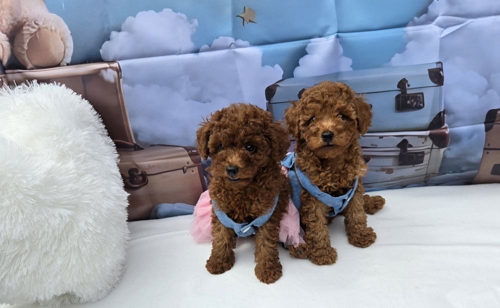 Пудел той Poodle toy с родословие