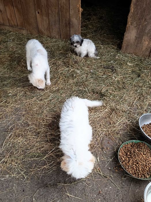 Adopții cățeluși