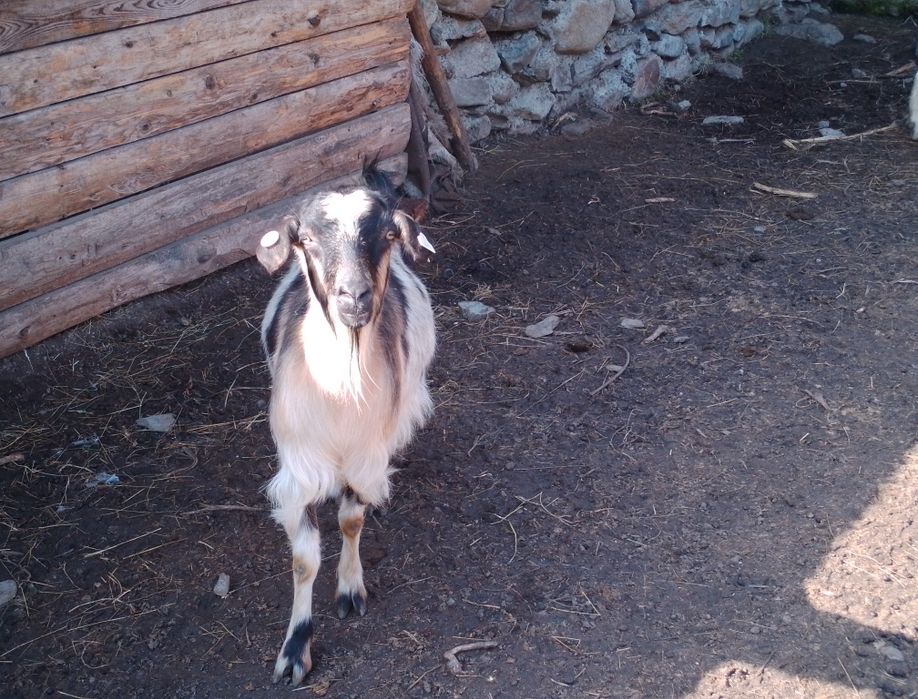 Vând capre carpatine fătaate și gestante