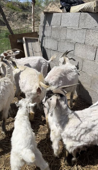 Ешкі,лақ,шібіш сатылады