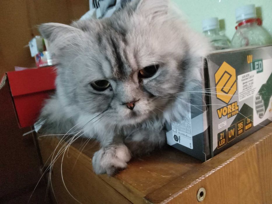 Персийски котенца