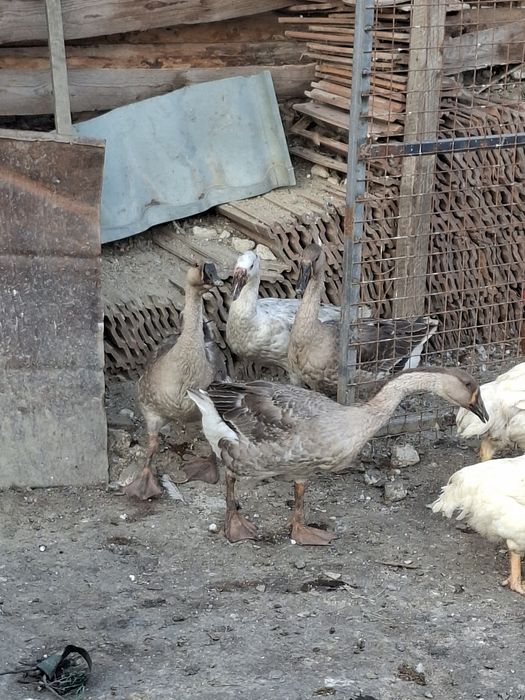 Vând rațe gâște  rate