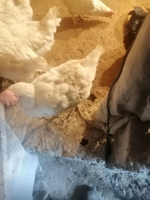 Не сушка Тауктар сатылады