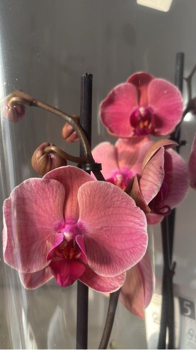 Орхидеи! Орхидея!