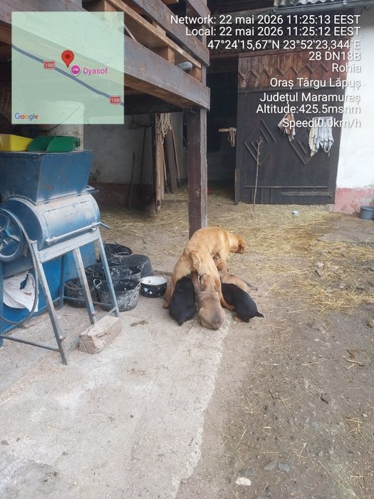 Donez cățeluși de talie medie