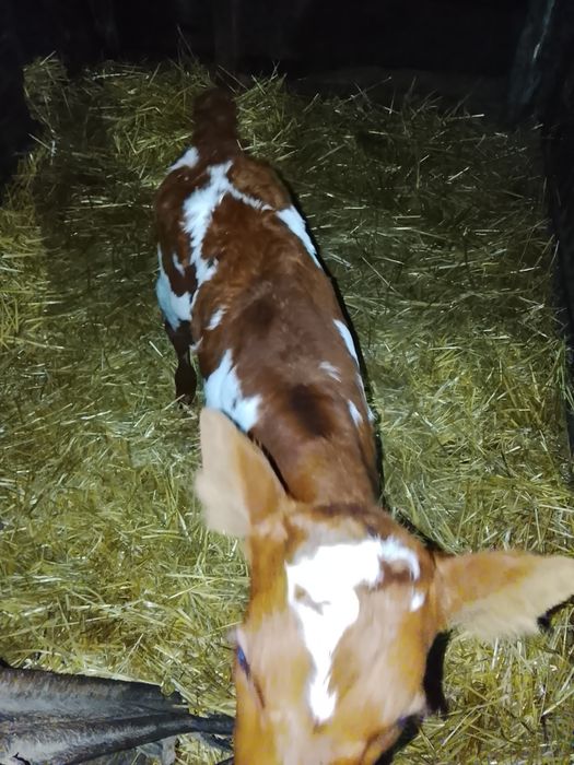 Продам тёлочки ,