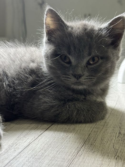 Продаются котята