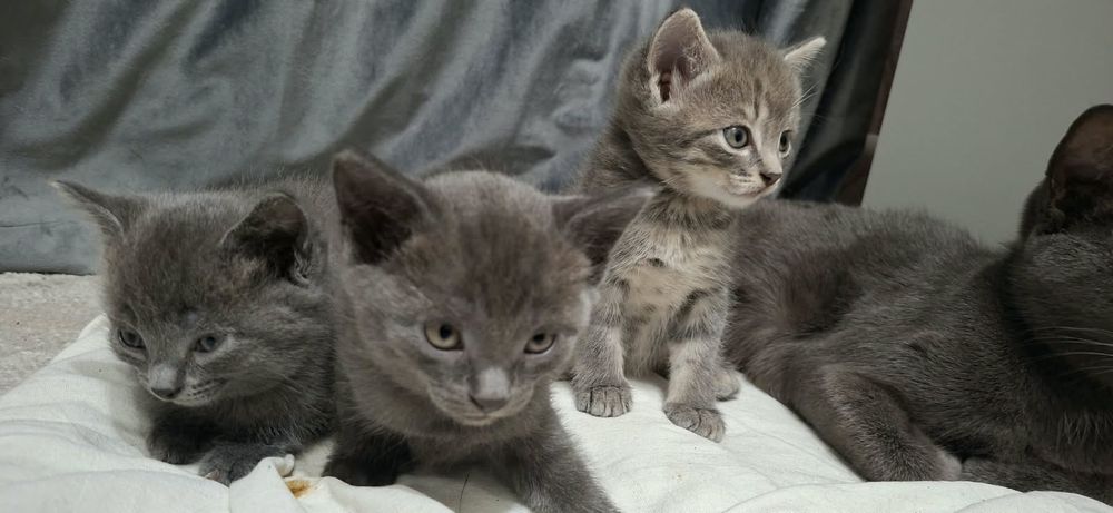 Отдам котят бесплатно