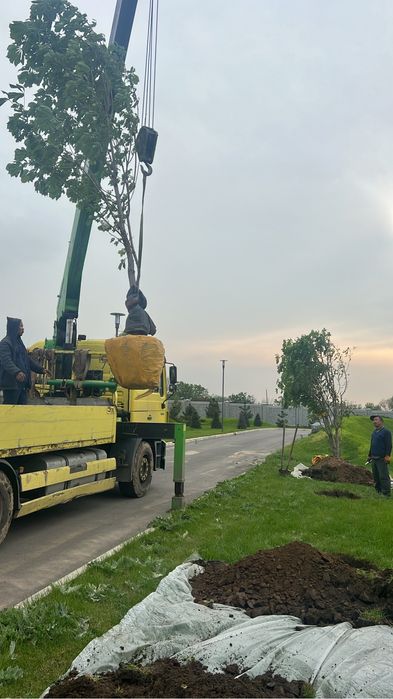 Пересадка деревьев