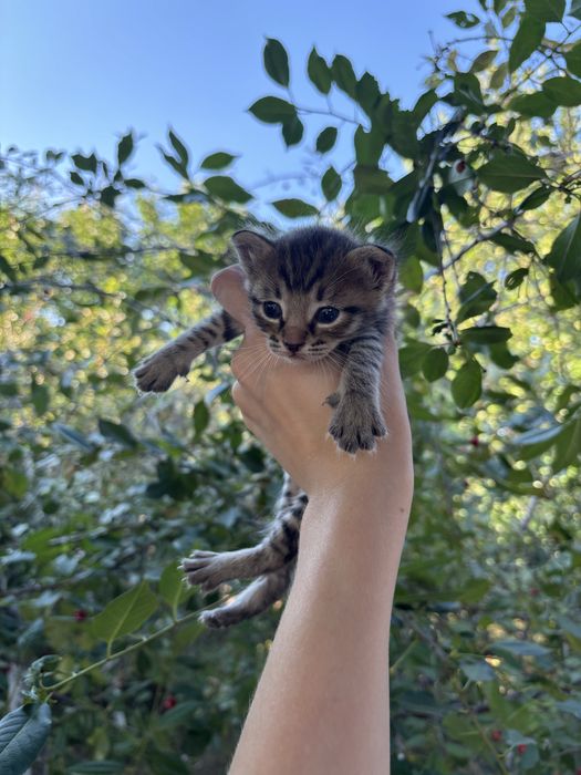 Отдам котят в добрые руки