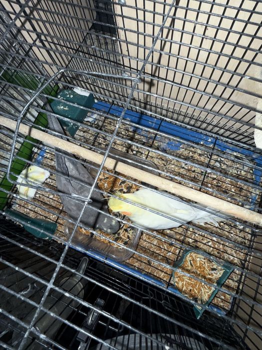 Продается попугай Карилла