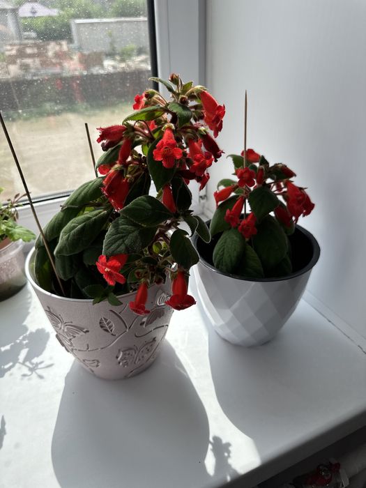 Продам домашние цветы