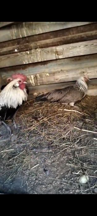 Продам карликовых кур Феникс