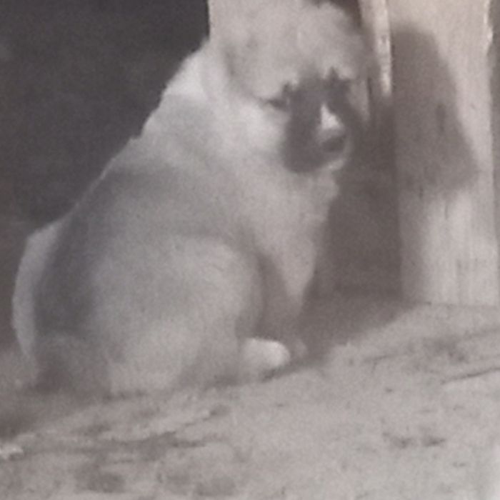 Төбет күшіктер бар