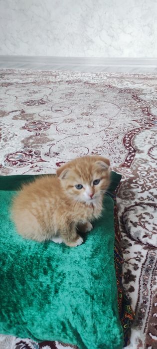 Продается котёнок