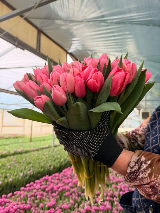 Тюльпаны по 800 тг