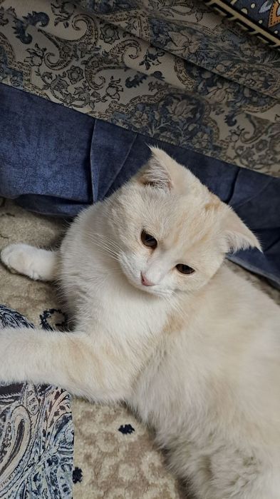 Skotish fold кошка