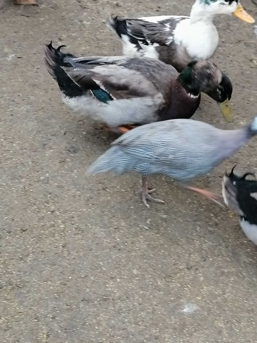 Ratoi motati talie mare