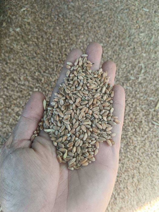 Бугдой (пшеница)