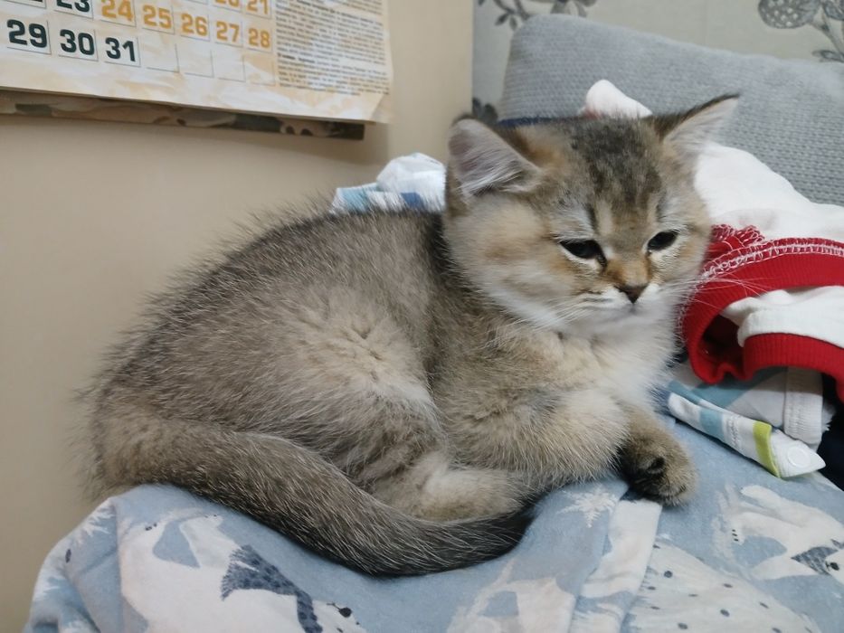 Британски чинчили късокосмисти оригинал  600лв