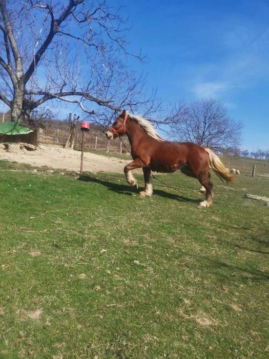 Manza tanara doi ani