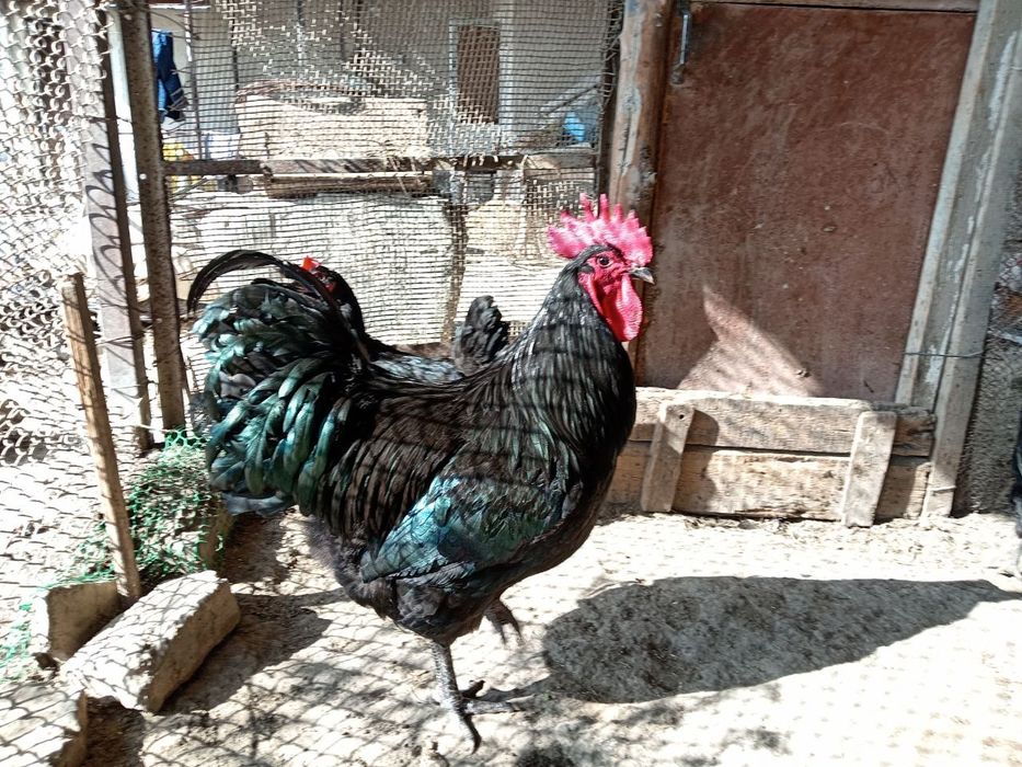 Жерси хурозлари кушилган турли хилдаги кора катта товуклар тухумларига