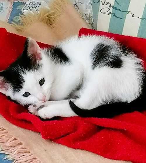 Малък, игрив котарак търси дом