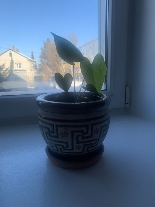 Цветы в отличном сост