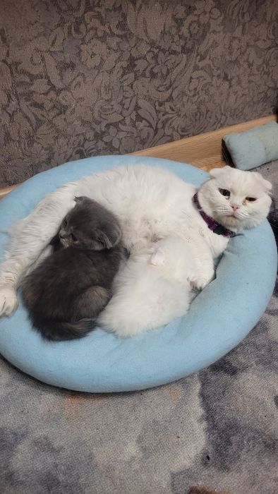 Бретацский кошки