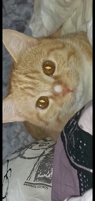 Котик 7 месяцев ( Персик)