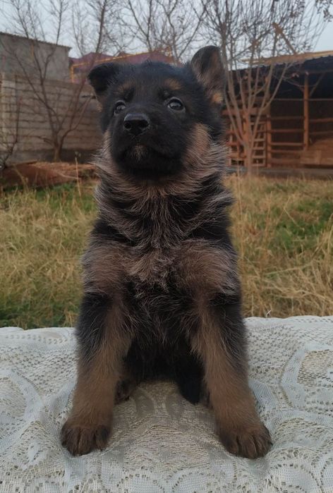 Немецкие овчарки ( стандарт)