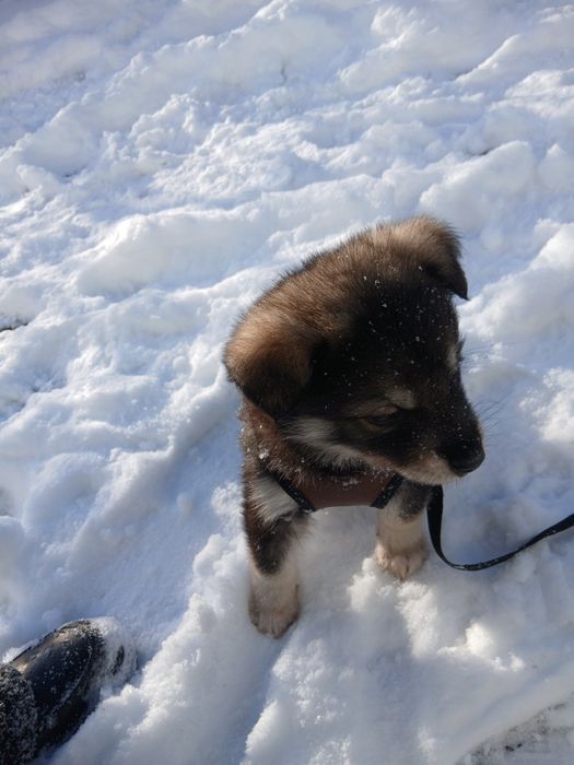 СРОЧНО, щенок, девочка около 2х месяцев