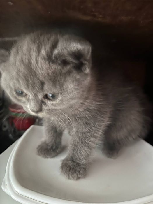 Продается кошка Страйк