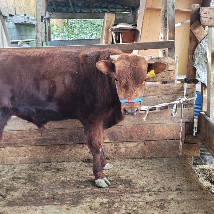 Бык бука продам 1.5 год