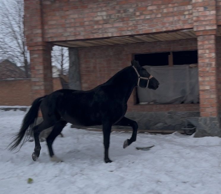 Конь француз, документы есть