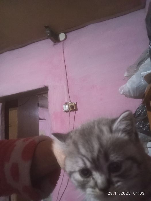 Британские   котята