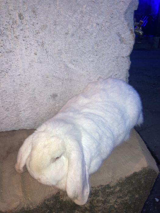 Vand iepurita berbec german